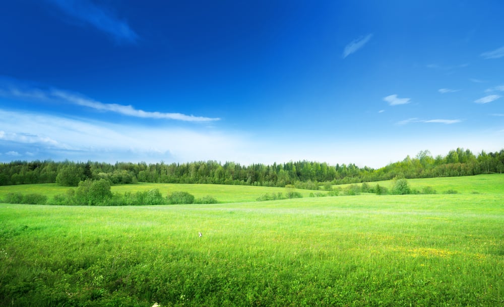 field of grass and perfect sky field of grass and perfect sky